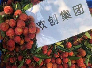 夏日好“枝”味，江南(中国)集团发福“荔”啦